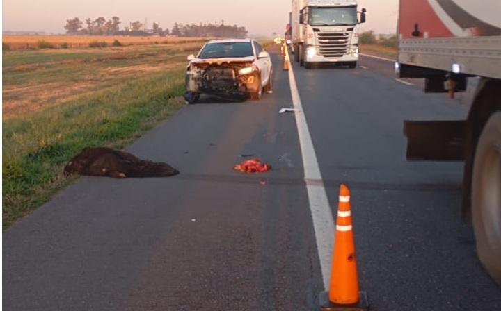 Un auto chocó contra un chancho jabalí