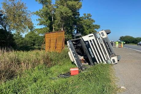 Volcó un camión cargado con cerdos